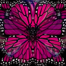 Load image into Gallery viewer, Luly Yang Signature Fuchsia Monarch Silk Scarf