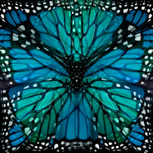 Load image into Gallery viewer, Luly Yang Signature Blue Monarch Silk Scarf